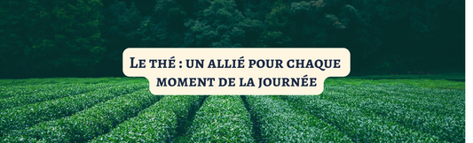 Le thé : un allié pour chaque moment de la journée