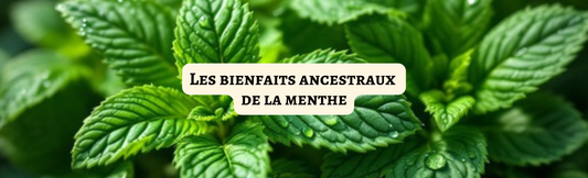 Les bienfaits ancestraux de la menthe